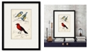 Courtside Market D'Orbigny Birds III 16" x 20" Framed and Matted Art